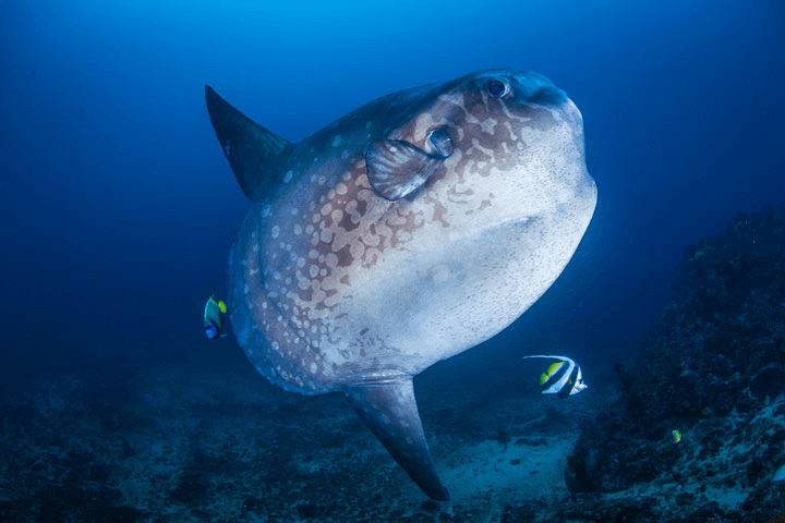 Nusa Penida Mola Mola